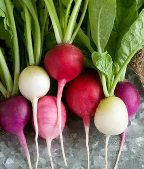 Cold Crop Seeds