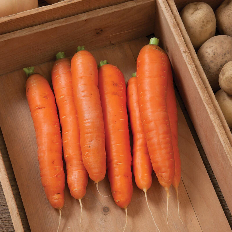 Bulk Vegetable Seeds
